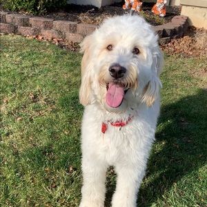 Meet your Posher, Amber